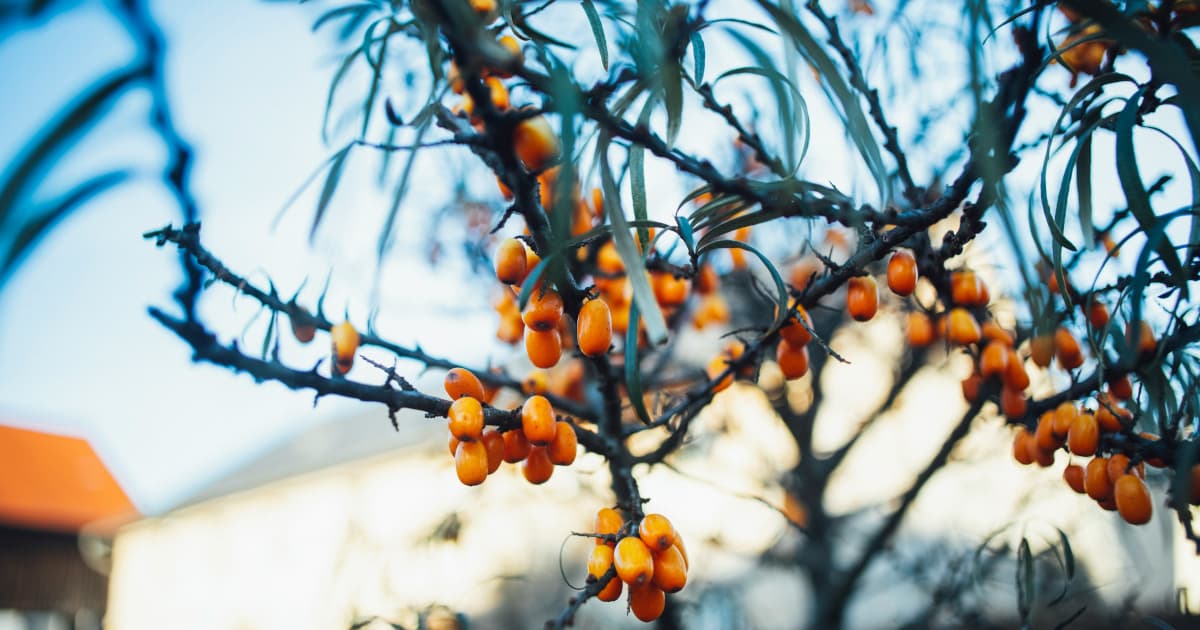 Five Everyday Habits to Boost Immunity During Cold and Flu Season