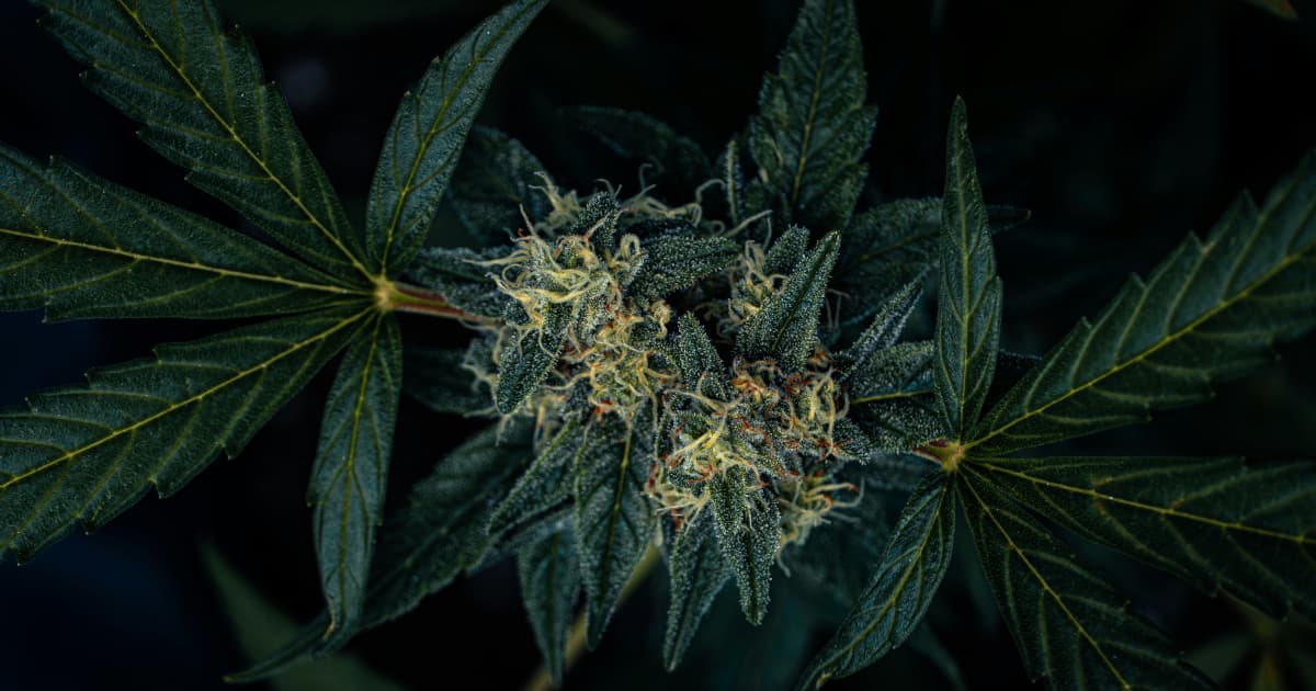 Green Monke Enters Virginia Market, Expanding Hemp Beverage Distribution to 12 States