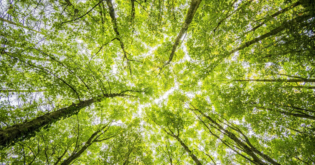 CDT Environmental Reports 38.8% Revenue Drop in 2025, Cites Project Delays and Economic Downturn